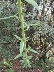 Zanthoxylum bungeanum