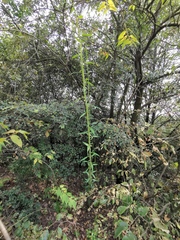 Zanthoxylum bungeanum