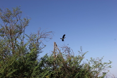 Microcarbo africanus