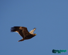 Aquila nipalensis