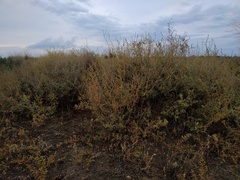 Atriplex cana