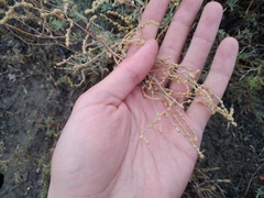Atriplex cana