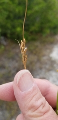 Juncus greenei