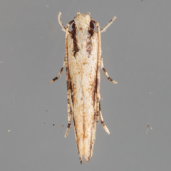 Melanocinclis lineigera