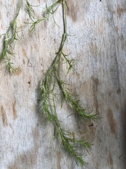 Najas flexilis
