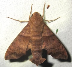 Perigonia lusca