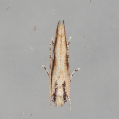 Melanocinclis lineigera