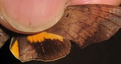 Perigonia lusca