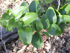 Smilax australis