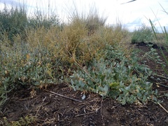 Atriplex verrucifera