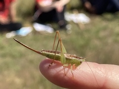 Conocephalus saltans