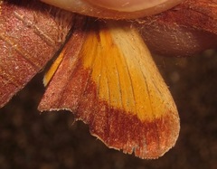 Perigonia pallida