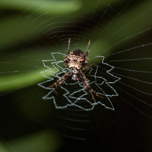 Heptagonal Orbweaver