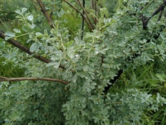 Halimodendron halodendron