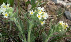 Oreocarya flavoculata