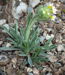 Oreocarya flavoculata
