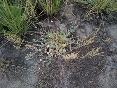 Atriplex verrucifera