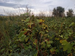 Xanthium orientale riparium