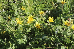 Arctotheca prostrata