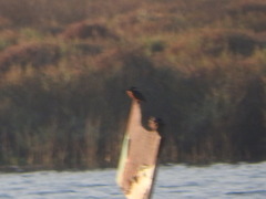 Alcedo atthis