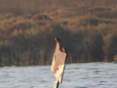 Alcedo atthis