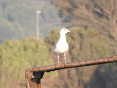 Larus michahellis