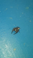 Metaphidippus smithi