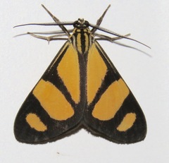 Phaeochlaena solilucis