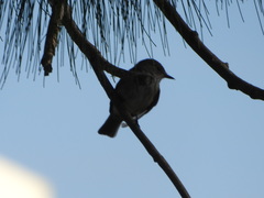 Muscicapa striata
