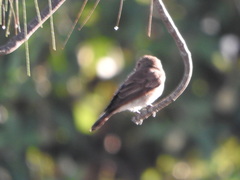 Muscicapa striata