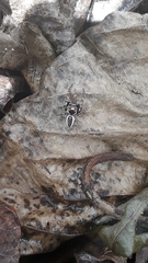 Metaphidippus smithi