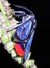 Phoenicoprocta vacillans