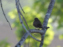 Muscicapa striata