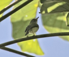 Atalotriccus pilaris