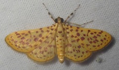 Polygrammodes eleuata