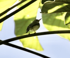 Atalotriccus pilaris