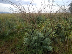 Halimodendron halodendron