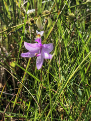 Calopogon tuberosus simpsonii