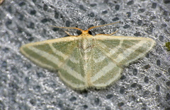 Mixocera frustratoria