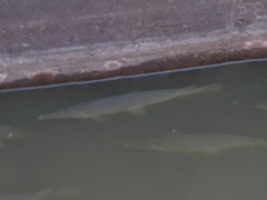 Lepisosteus platostomus