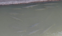 Lepisosteus platostomus