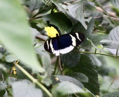 Heliconius eleuchia