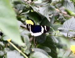 Heliconius eleuchia