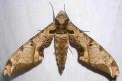 Protambulyx eurycles