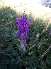 Hedysarum caucasicum