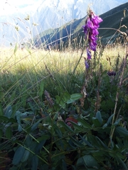 Hedysarum caucasicum