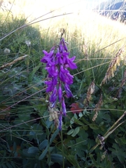 Hedysarum caucasicum