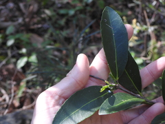 Elaeodendron australe
