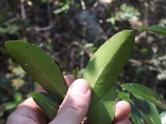 Elaeodendron australe