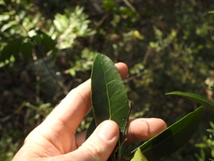 Elaeodendron australe